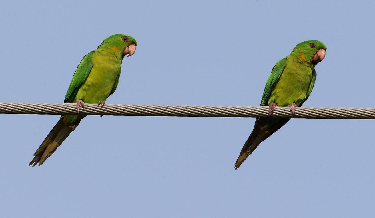 green parakeet brownsville